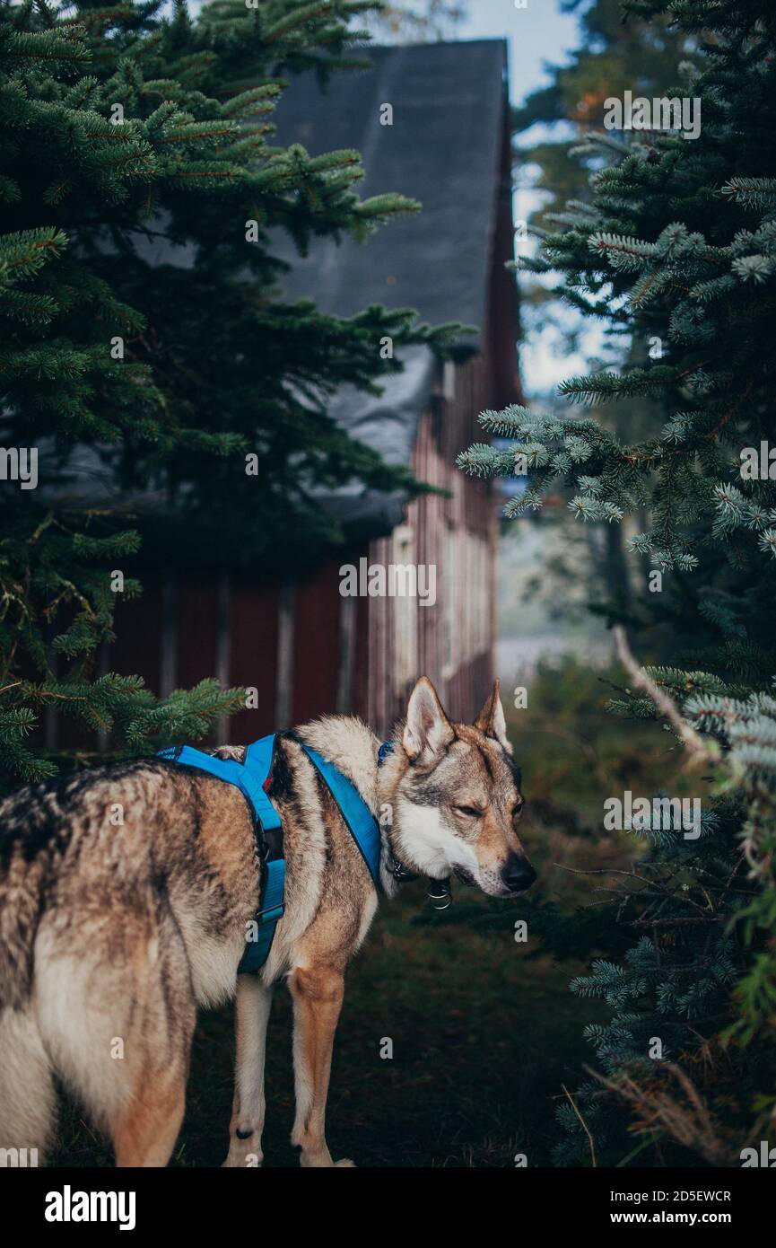 Vertical shot of wolfdog with harness standing on the grass Stock Photo