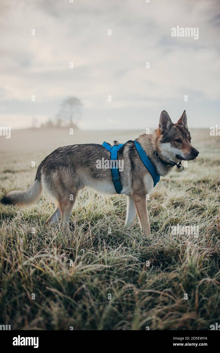 Vertical shot of wolfdog with harness standing on the grass Stock Photo