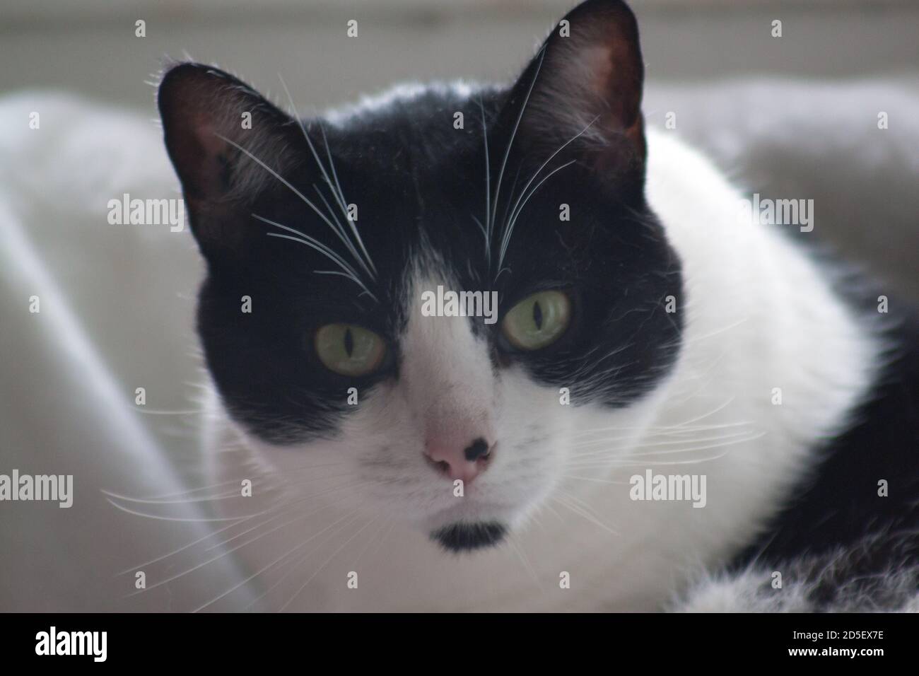 Close portrait of attentive black and white european cat into the lens ...