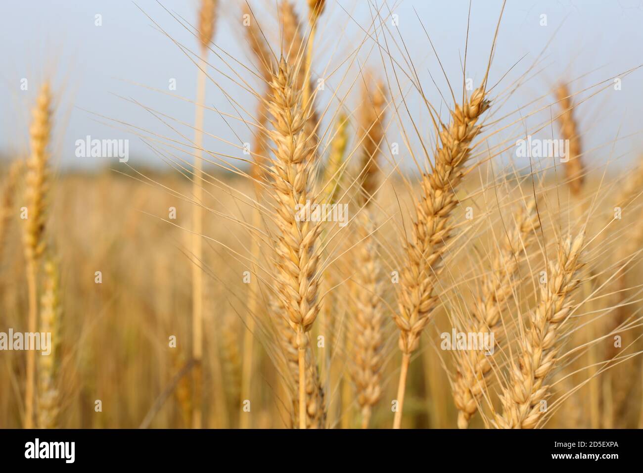 Wheat fields ready for harvest hi-res stock photography and images - Alamy