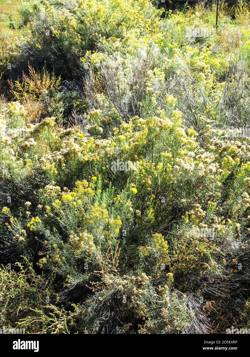 Close-up of different bushes of Rabbitbrush, Chrysothamnus, some of which has already gone to seed, but most still covered in small yellow flowers, Ca Stock Photo