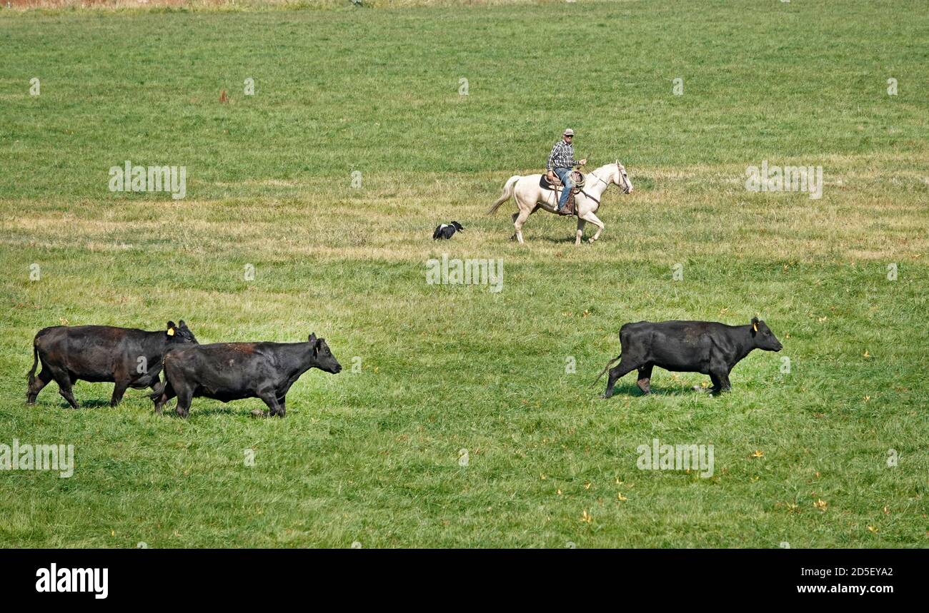 Ranchers on horseback with dogs round up black angus cattle in the fall, moving them to a new pasture, in the John Day region of Central Oregon. Stock Photo