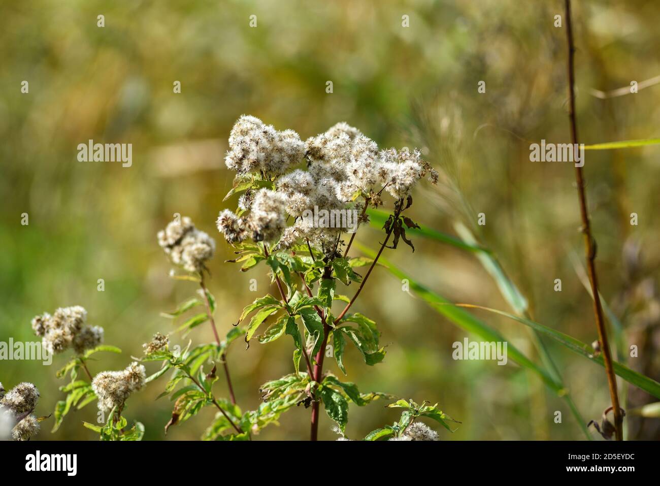 Autumn dried wildflowers in a sunny meadow Stock Photo Alamy