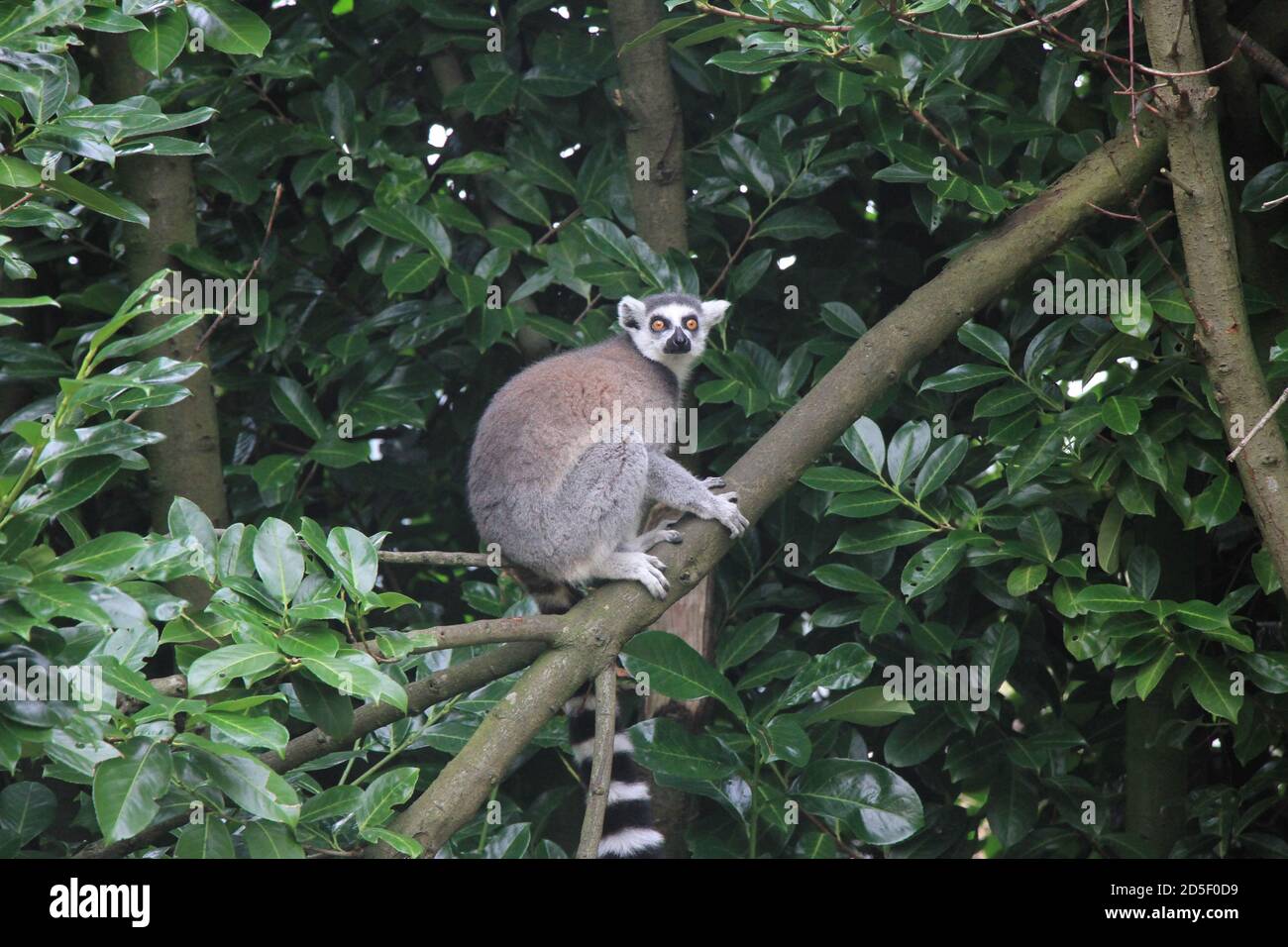 Ring Tailed Lemur at Chester zoo Stock Photo - Alamy