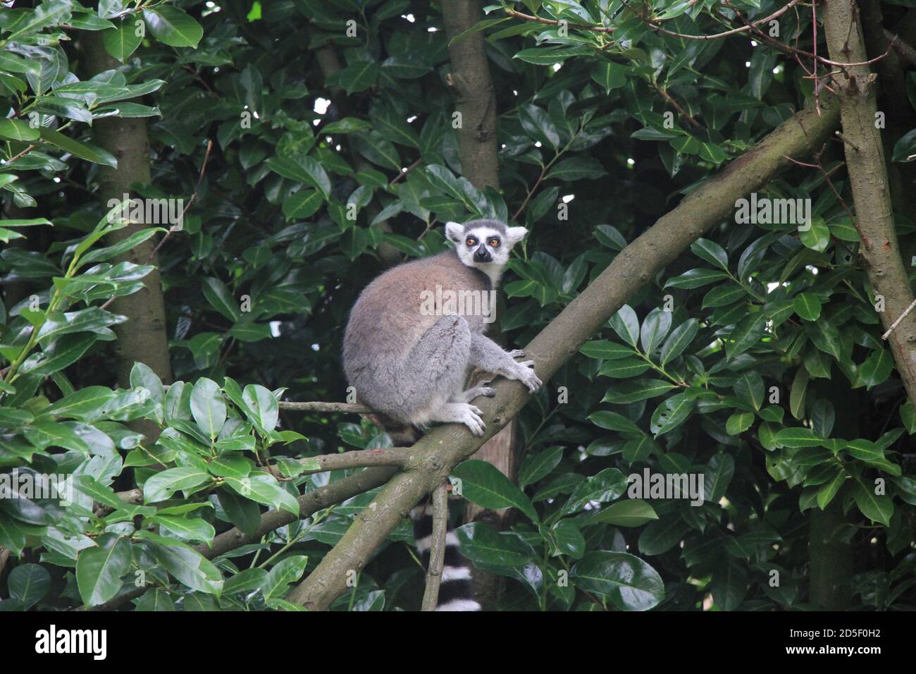 Ring Tailed Lemur at Chester zoo Stock Photo - Alamy