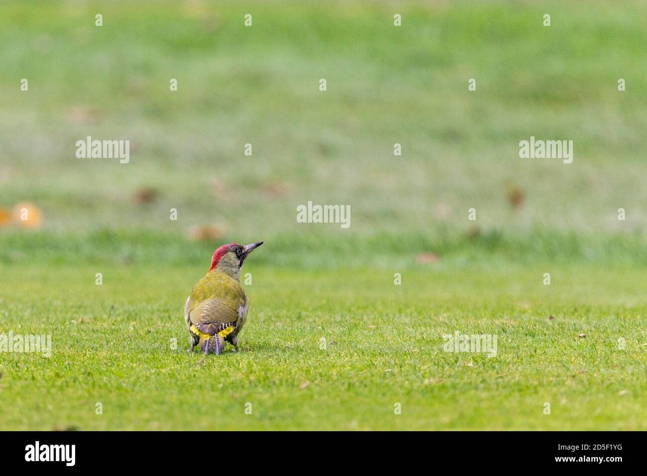 Green woodpecker Picus viridis, female hunting for prey on golf course. Red patch on nape black facial markings green back and greenish buff underside Stock Photo