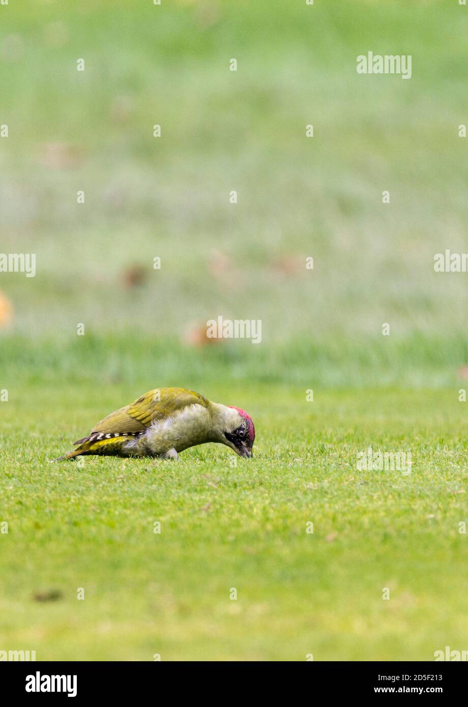 Green woodpecker Picus viridis, female hunting for prey on golf course. Red patch on nape black facial markings green back and greenish buff underside Stock Photo