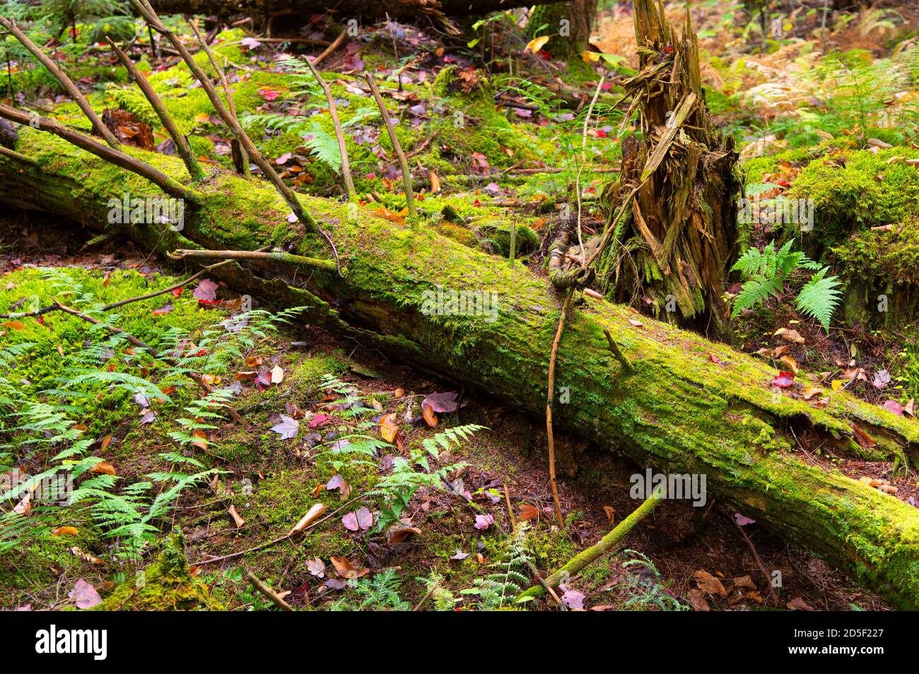 The forest floor in Moretown, Vermont, USA Stock Photo