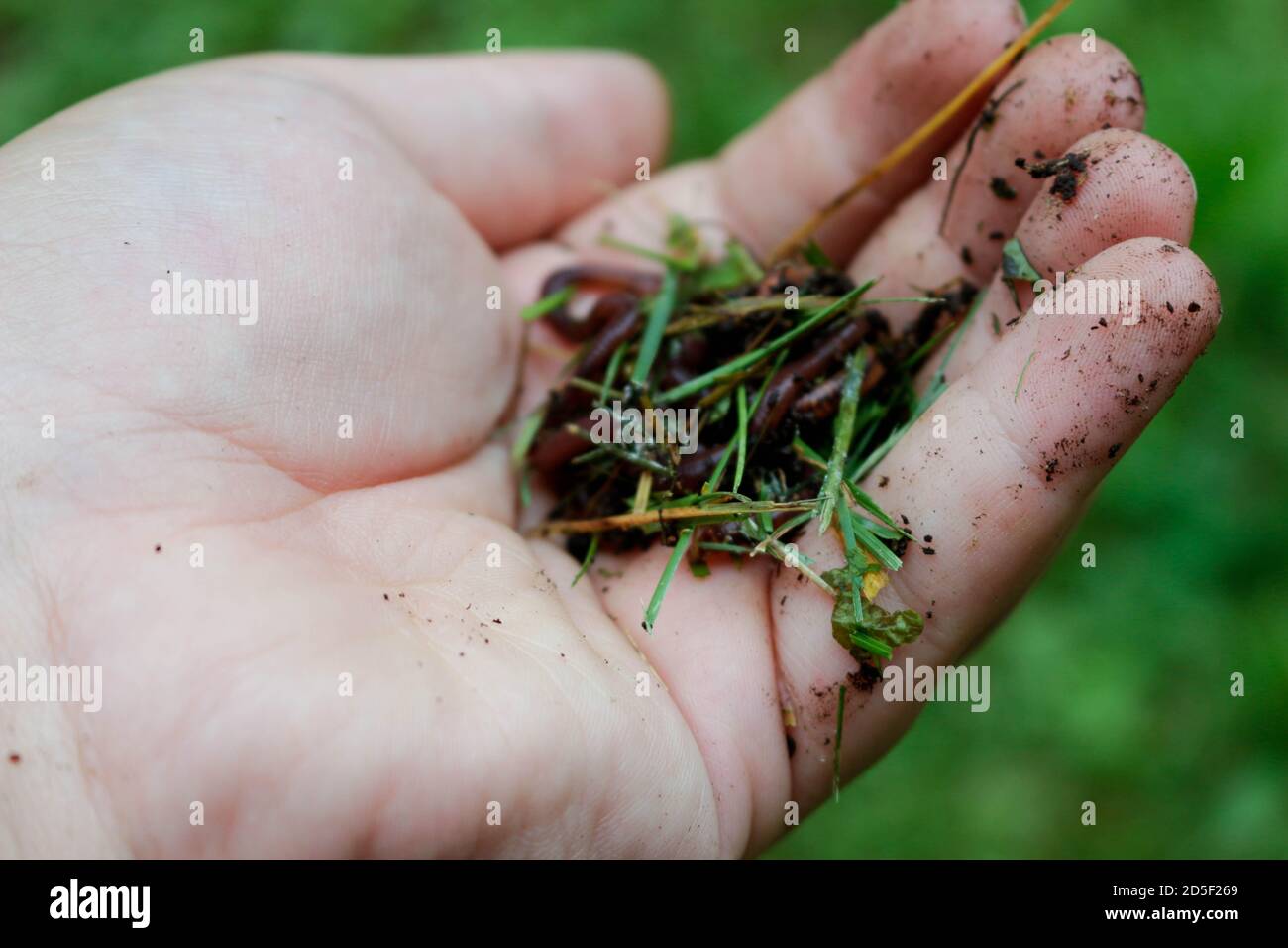 Earth worms known as red wigglers in a mans hand. these worms ar Stock Photo