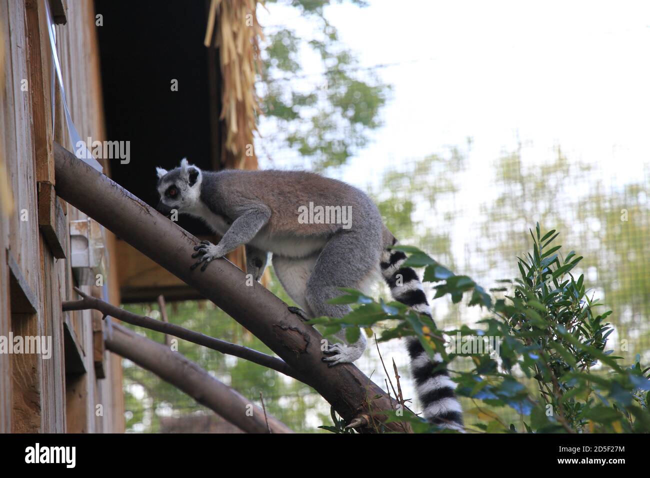 Ring Tailed Lemur at Chester zoo Stock Photo - Alamy