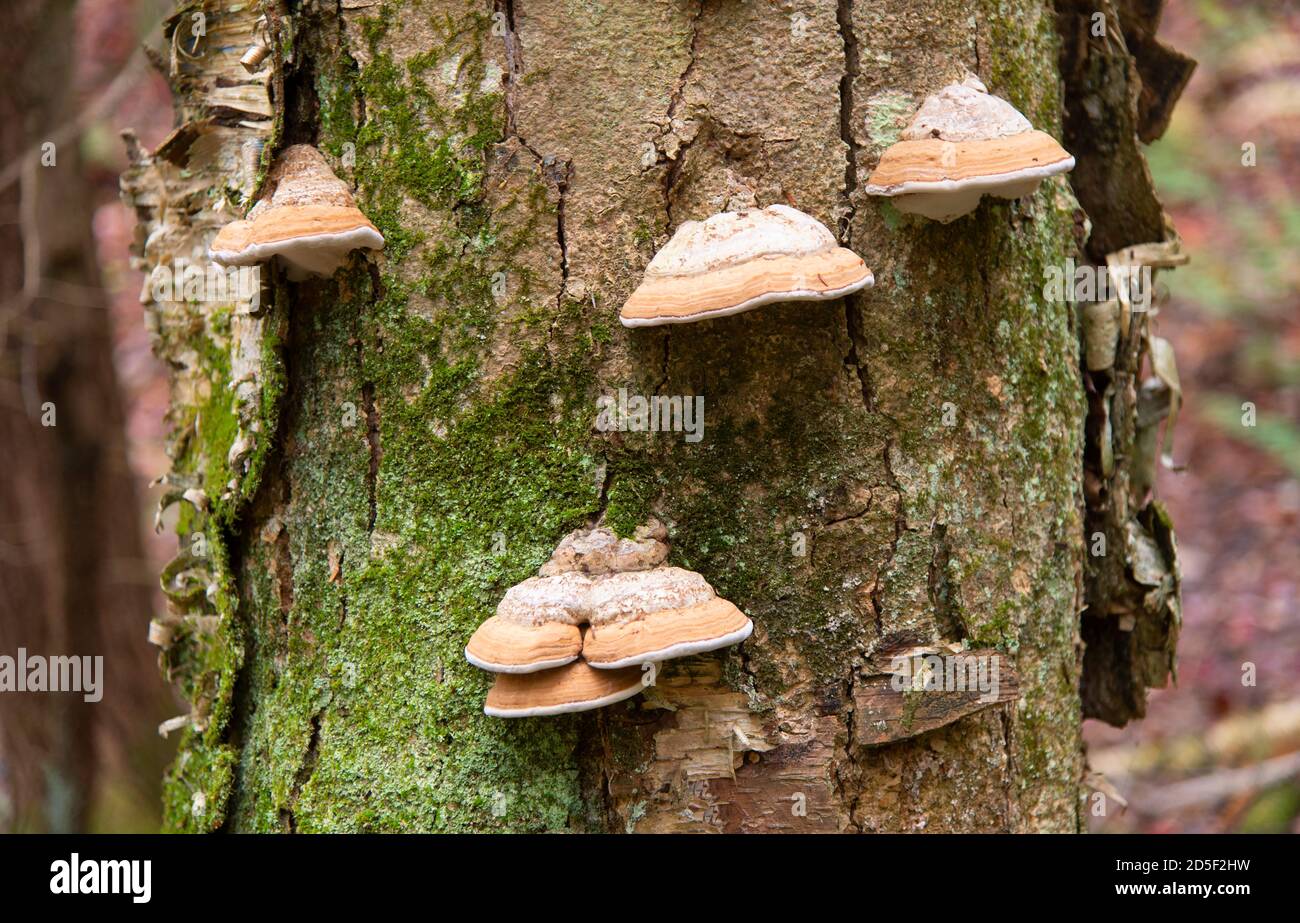 Fungus on dead tree stump hires stock photography and images Alamy
