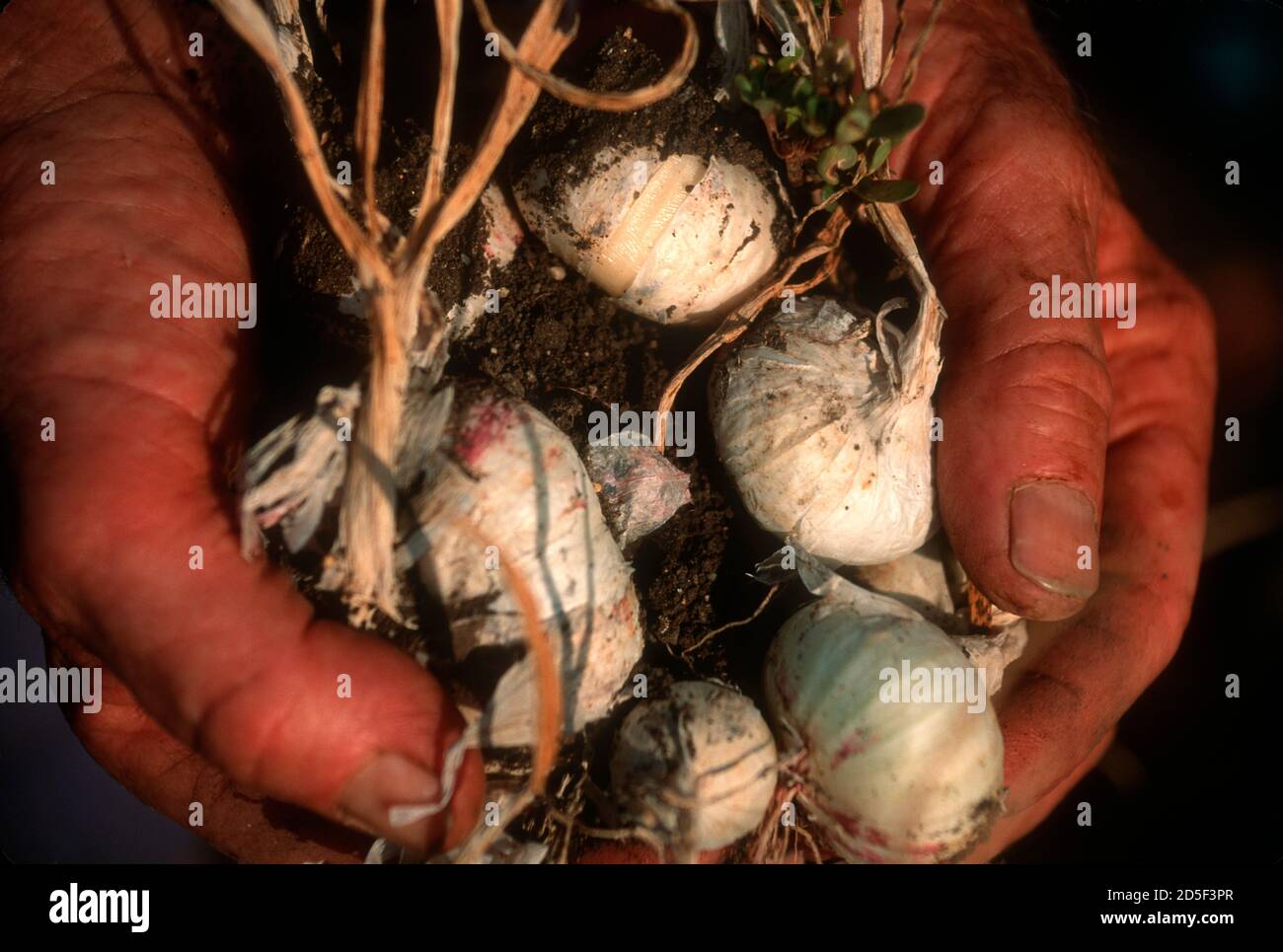 Dirty hands of gardener holding onions Stock Photo