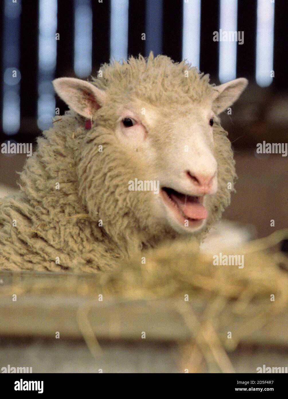 The world's first clone of an adult animal, Dolly the sheep, stands in her  pen at the Roslin Institute in Edinburgh, February 23. Dr Ian Wilmut and  his team of genetic scientists