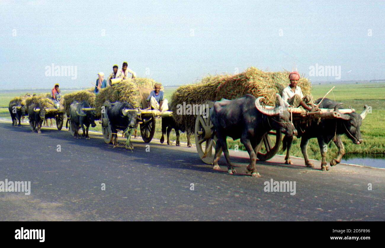 Buffalo driven High Resolution Stock 