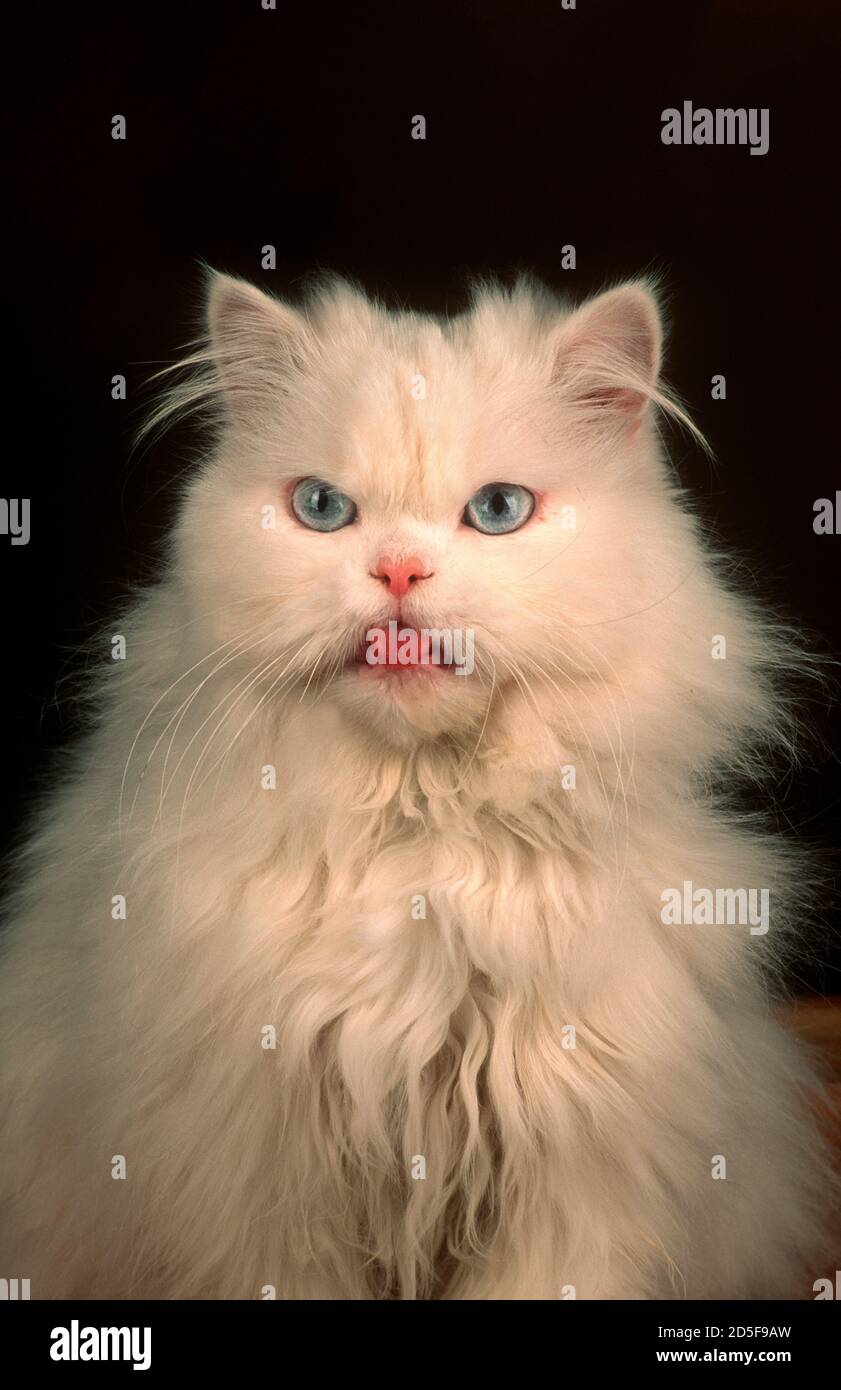 Angry white cat Stock Photo Alamy