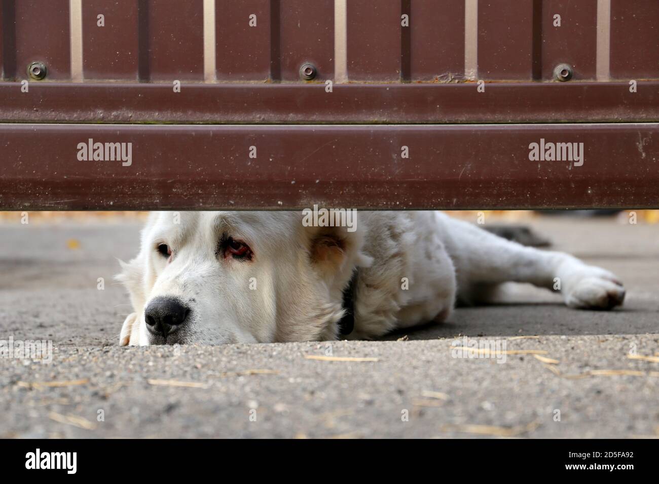 Guard dog lying his nose out from under the gate. Home security concept Stock Photo