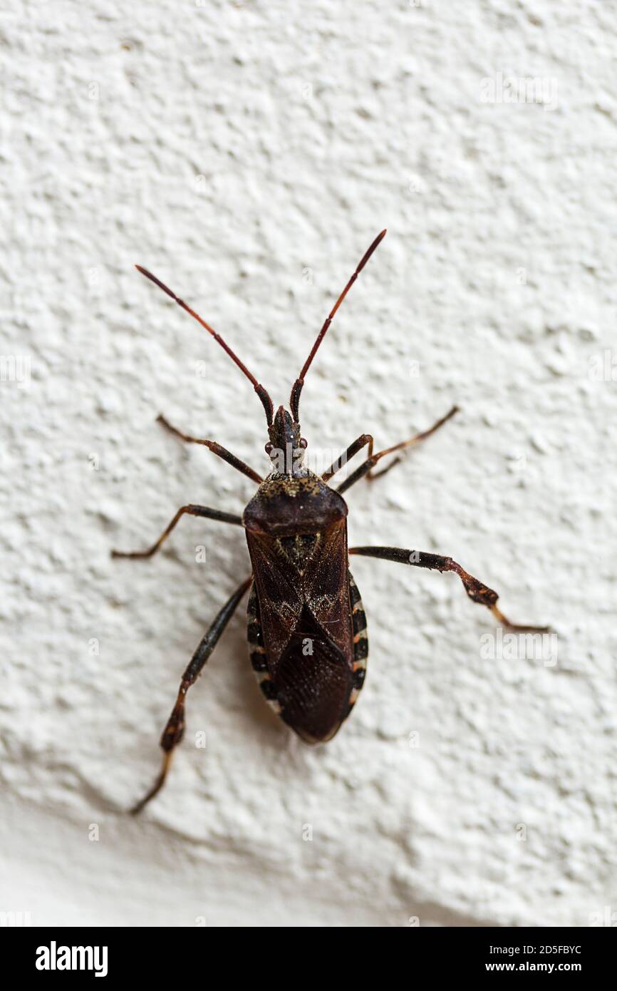 Western conifer seed bug Leptoglossus, or leaf footed pine bug reddish brown body white zig zag lines accros wings leaf like expansions on hind legs. Stock Photo