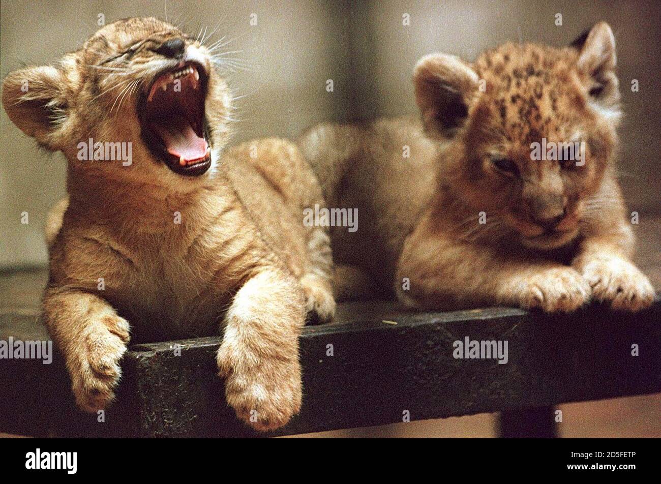 Joanna L The Two Month Old Lion Cub Yawns As Her Brother Kaloyan Looks Down At The Sofia S Zoo On December 3 The Cash Strapped Sofia Zoo Has Offered The Two Lions For Sale Joanna L The Two Month Old Lion Cub Yawns As Her Brother Kaloyan Looks Down At The Sofia S Zoo On December 3 The Cash Strapped Sofia Zoo Has Offered The Two Lions For Sale