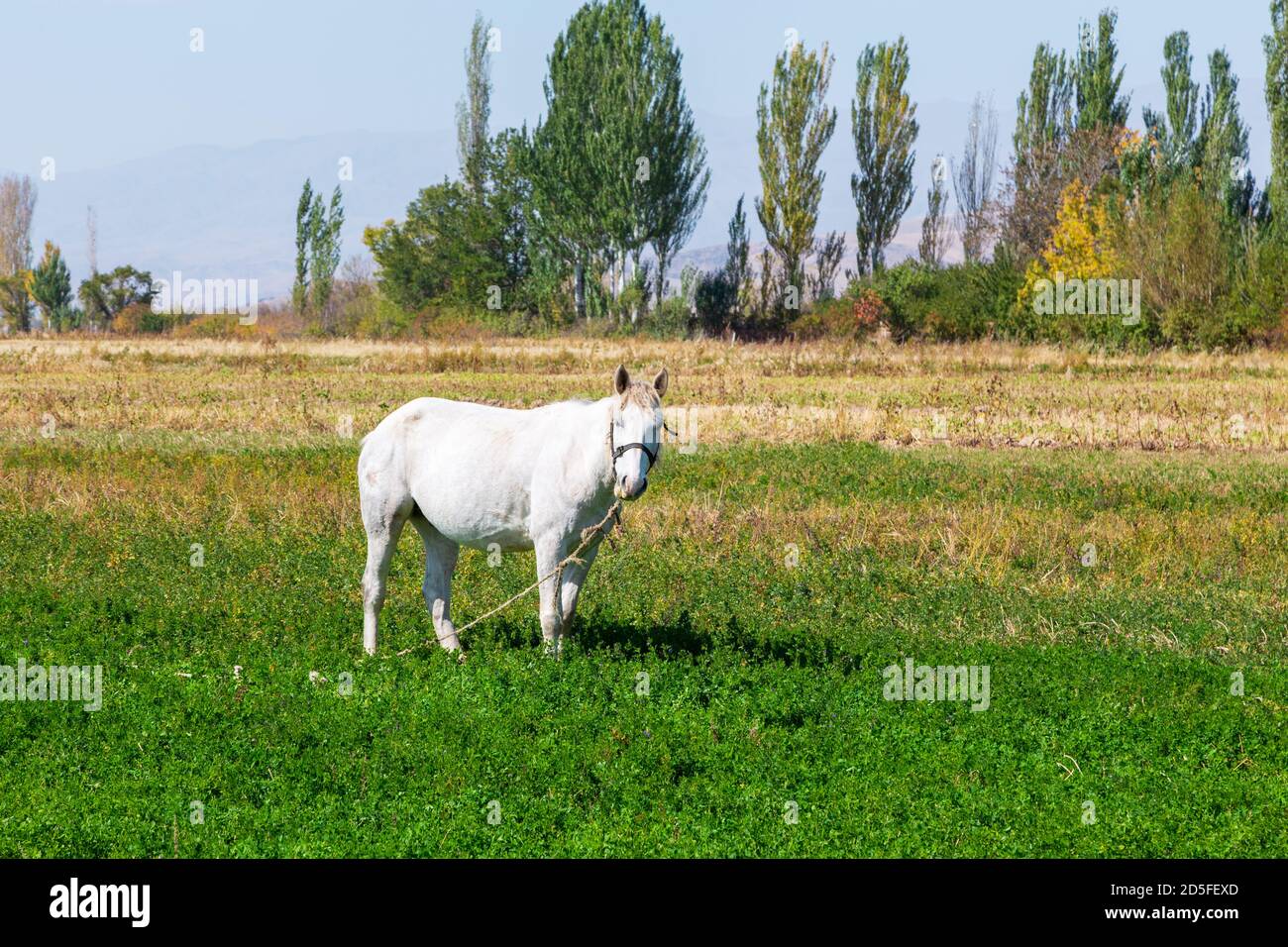 White horse grazes in the meadow. Summer farm landscape Stock Photo - Alamy