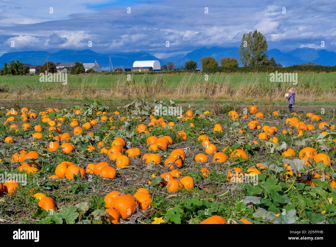 Pumpkin Patch, Westham Island Herb Farm, Ladner, Delta, British