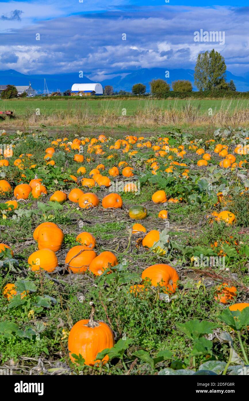 Pumpkin Patch, Westham Island Herb Farm, Ladner, Delta, British