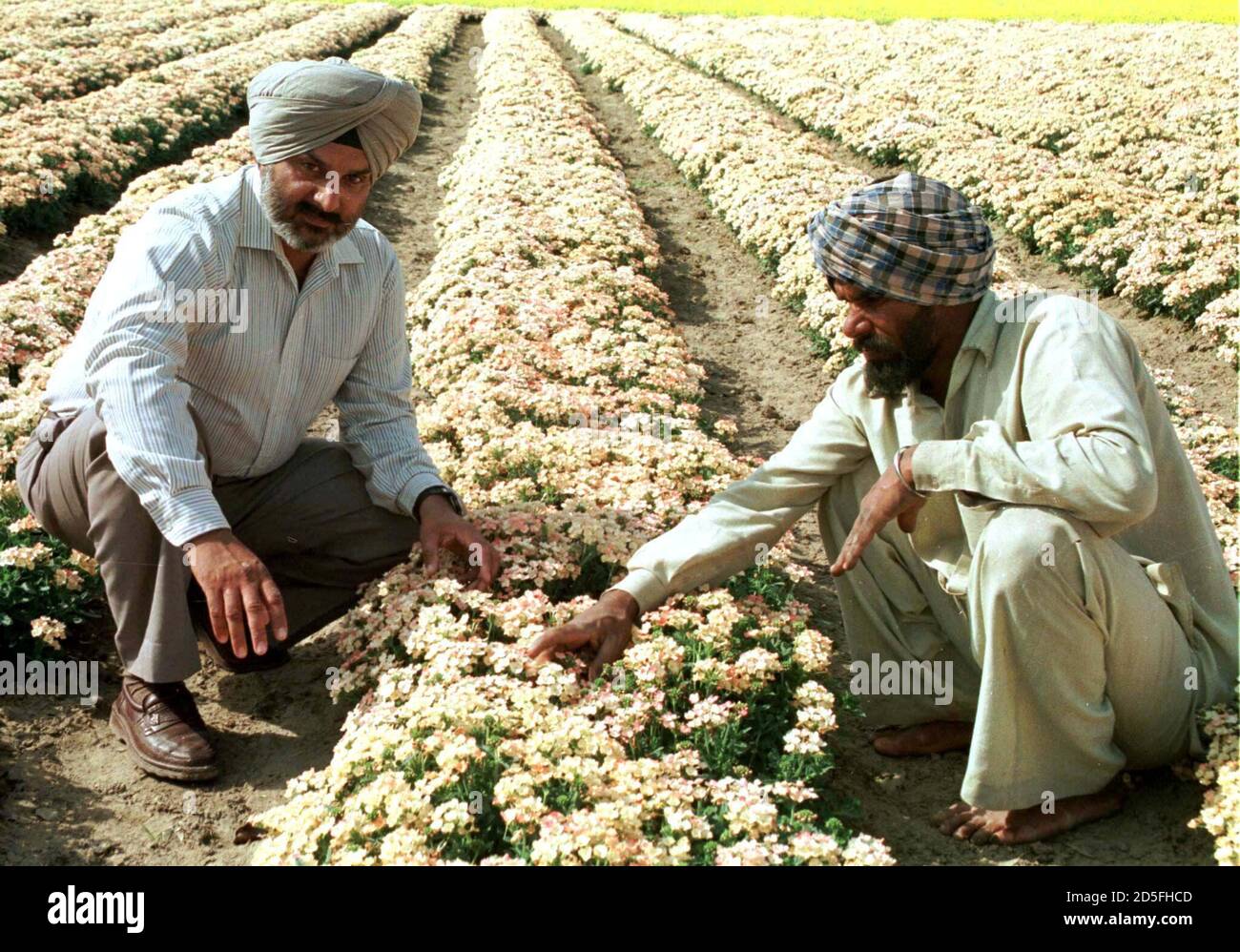 Flower Export From India High Resolution Stock Photography And Images Alamy