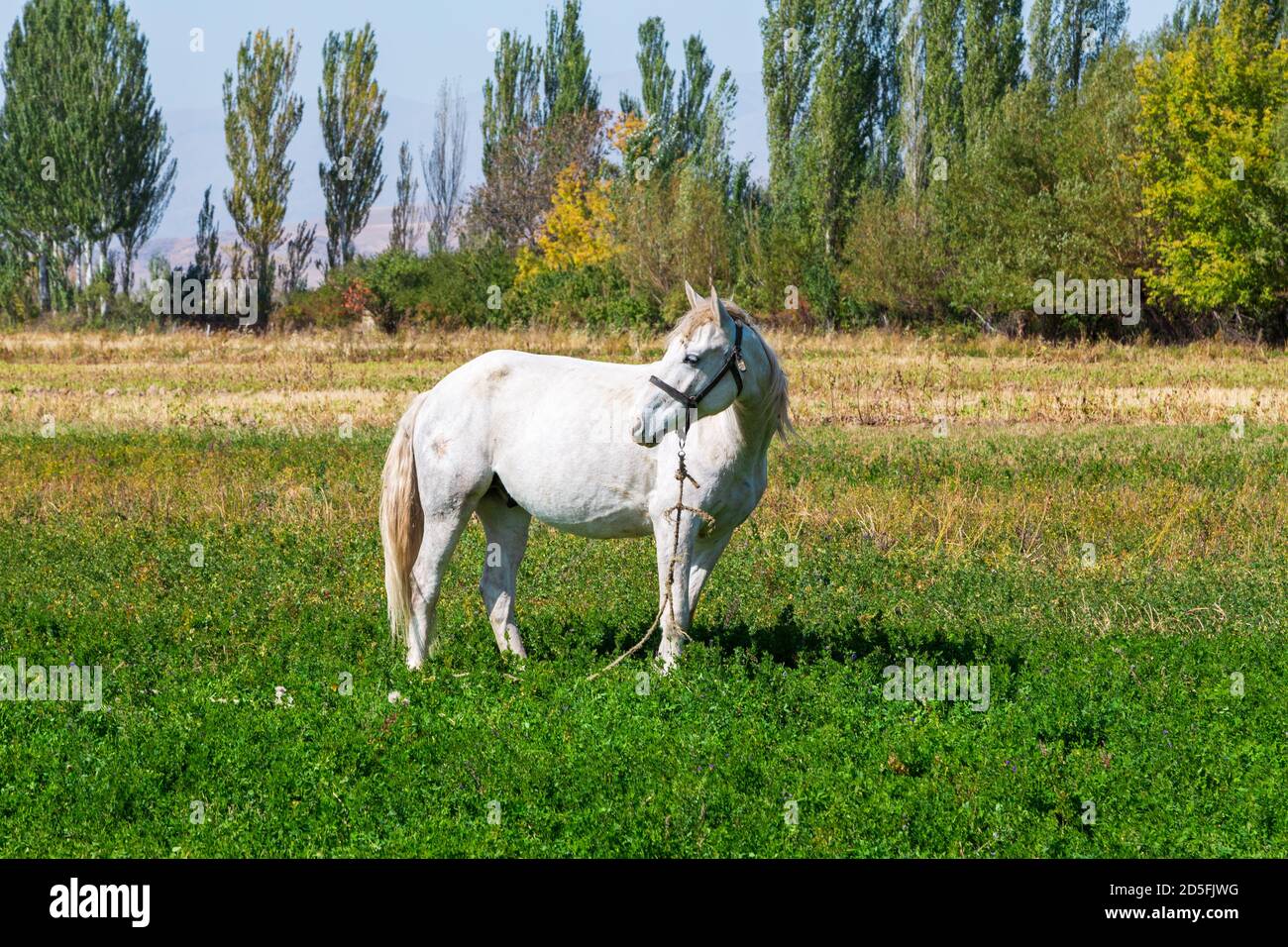 White horse grazes in the meadow. Summer farm landscape Stock Photo - Alamy