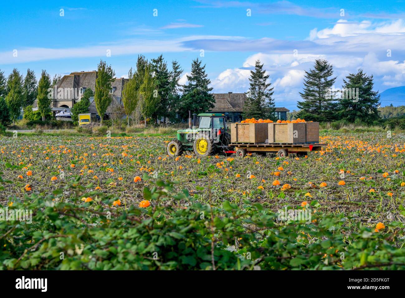 Pumpkin Farm, harvest time, Surrey, British Columbia, Canada Stock Photo