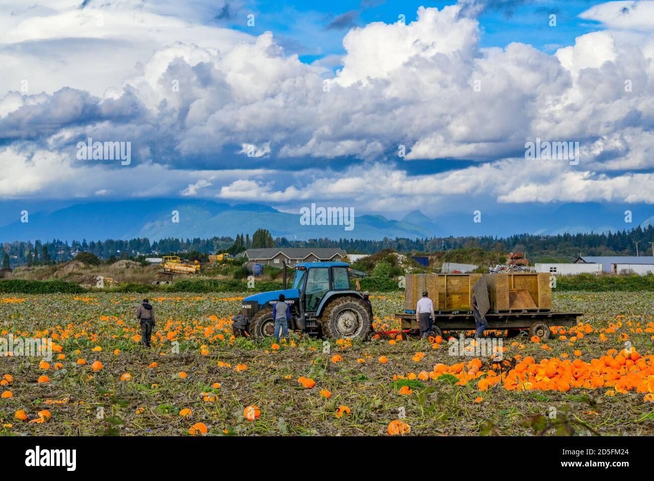 Farm workers, Pumpkin Farm, Surrey, British Columbia, Canada Stock Photo