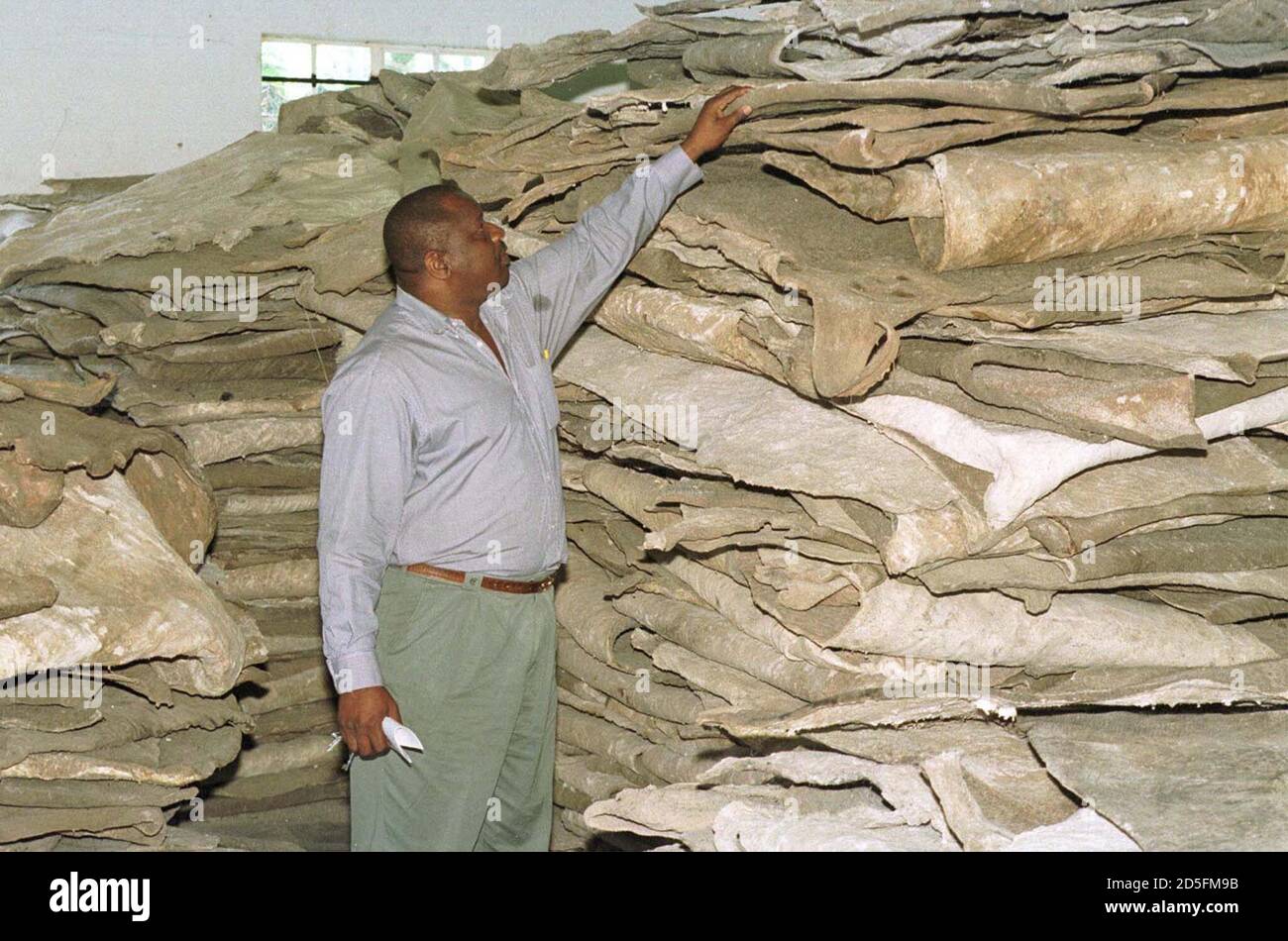 Zimbabwean hide dealer Emmanuel Gwafa inspects a stack of elephant hides prior to their auction at the headquarters of the National Parks December 10. The National Parks were selling off 27 000 Kg's of elephant products to local dealers. The elephant was downlisted from Appendix 1 to Appendix 2 allowing Zimbabwe and Botswana to deal in ivory and elephant products at the 1997 Convention for the International Trade in Endangered Species (CITES) conference.  HB/ME Stock Photo