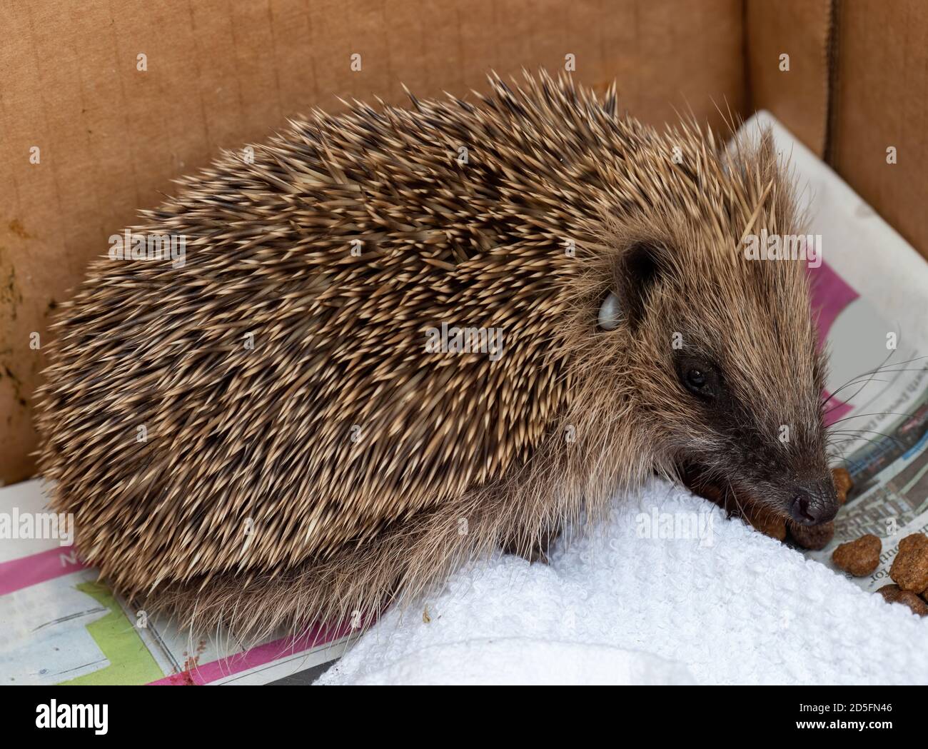 Small, injured rescue hedgehog in box with kibble. Tick also visible. Stock Photo
