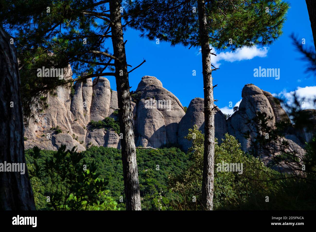 Pine forest,  mountain of Montserrat, near Barcelona, Catalonia, Spain Stock Photo