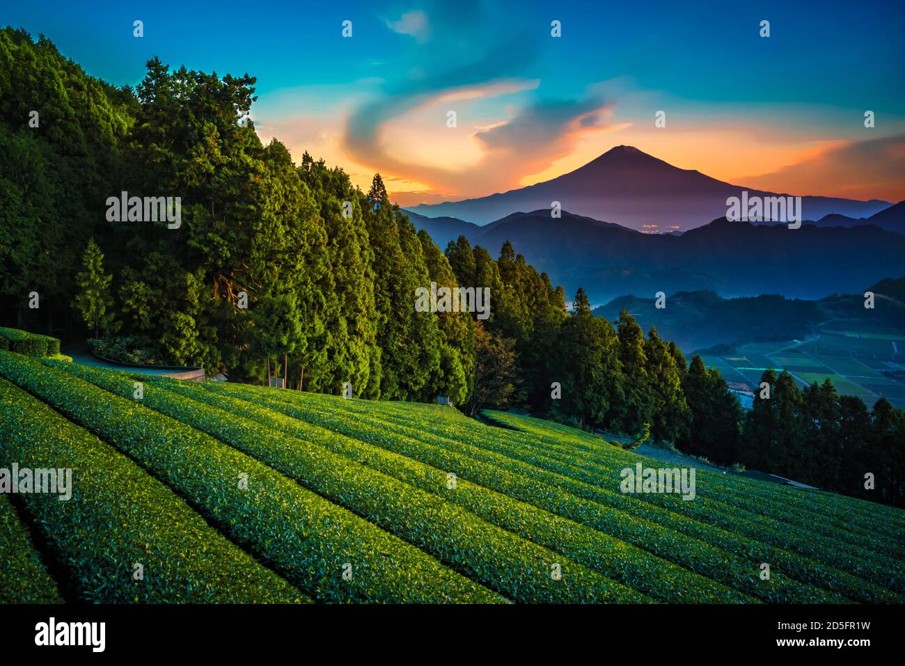 Mt. Fuji with green tea field at sunrise in Shizuoka, Japan. Stock Photo
