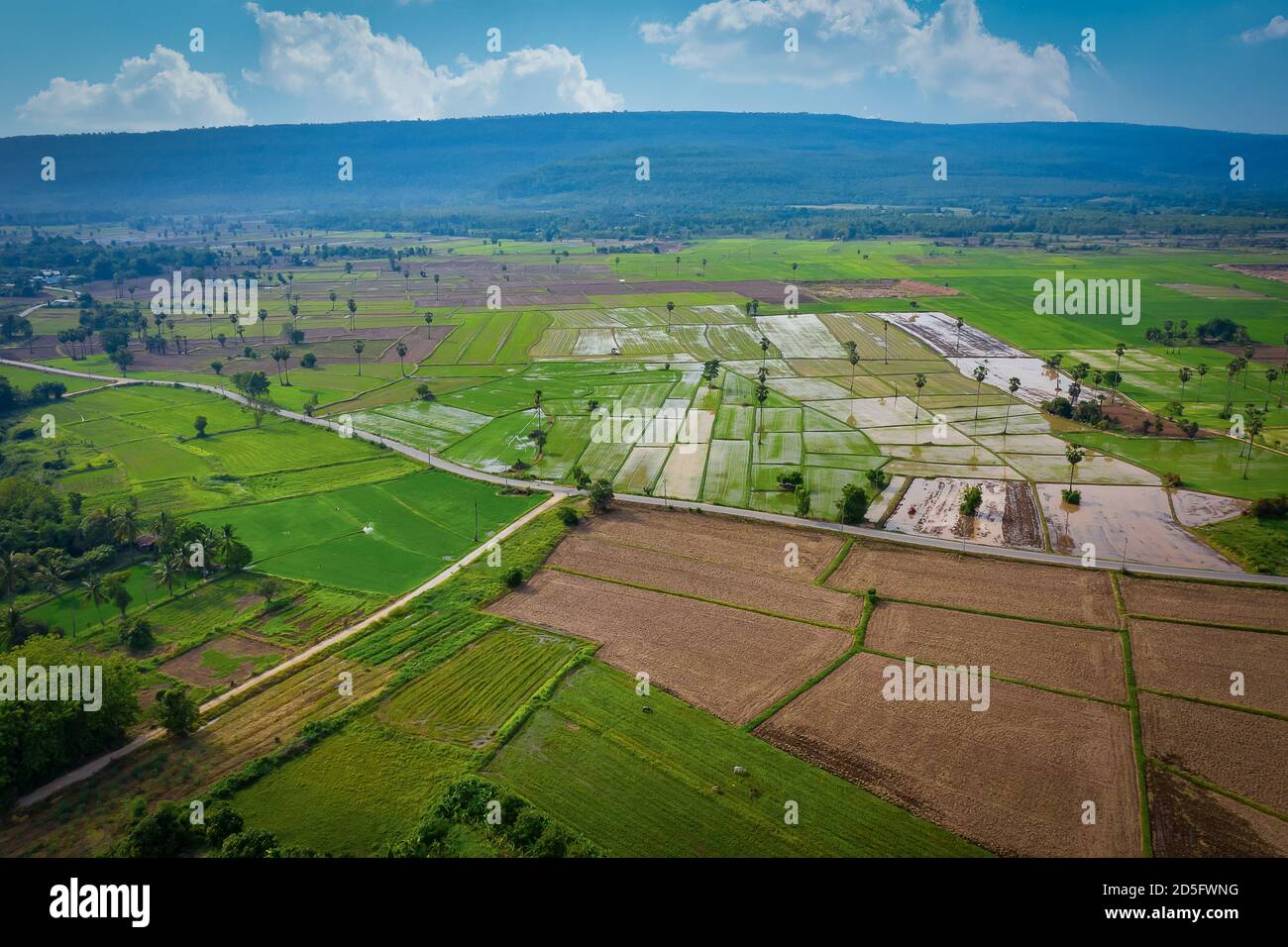 Aerial image of beautiful green paddy rice field and road in Thailand ...
