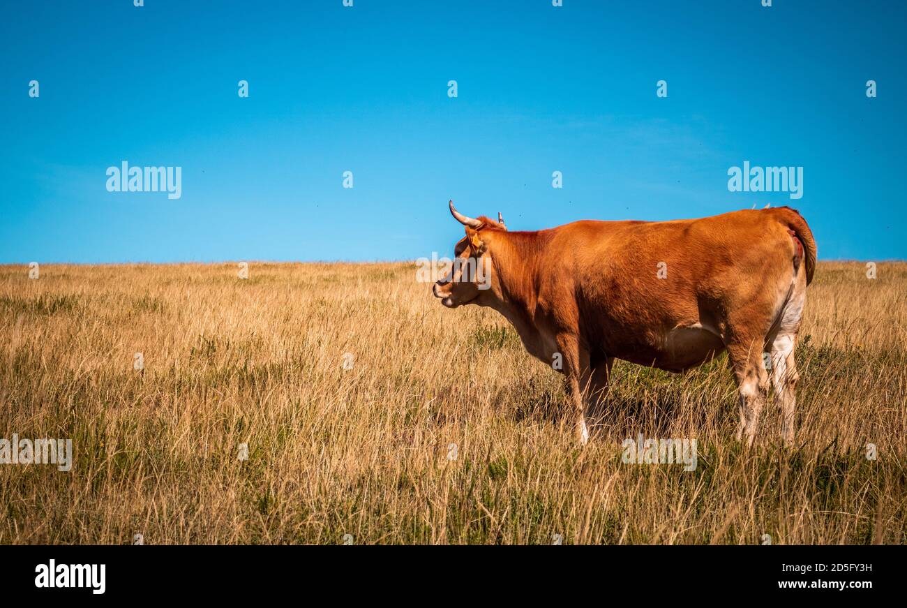 Cow on Castro Laboreiro plateau Stock Photo