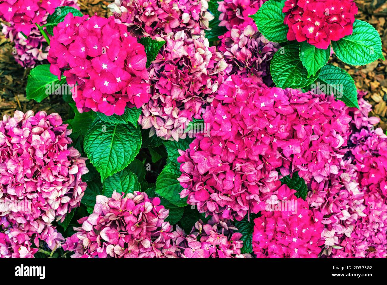 Bushes of hydrangea paniculata pink with bright green leaves for use as ...
