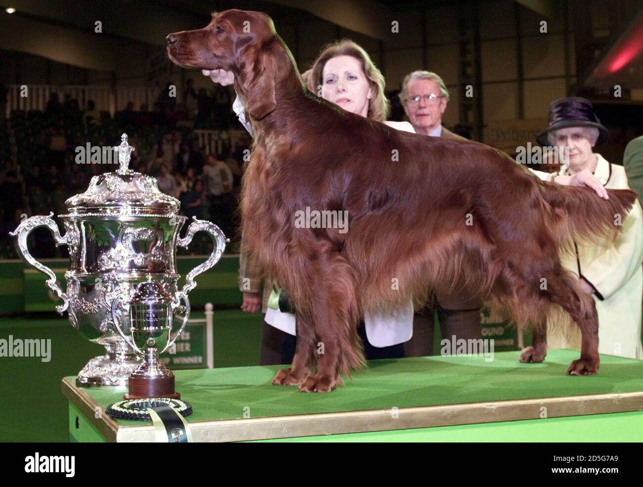 Best in show winner Irish Setter, Caspians Intrepid owned by Jackie Lorrimer poses at Crufts Dog show at the NEC Birmingham March 14. Crufts which is the largest dog show in the world attracted around 26,000 dogs over 4 days.  IH/KC Stock Photo