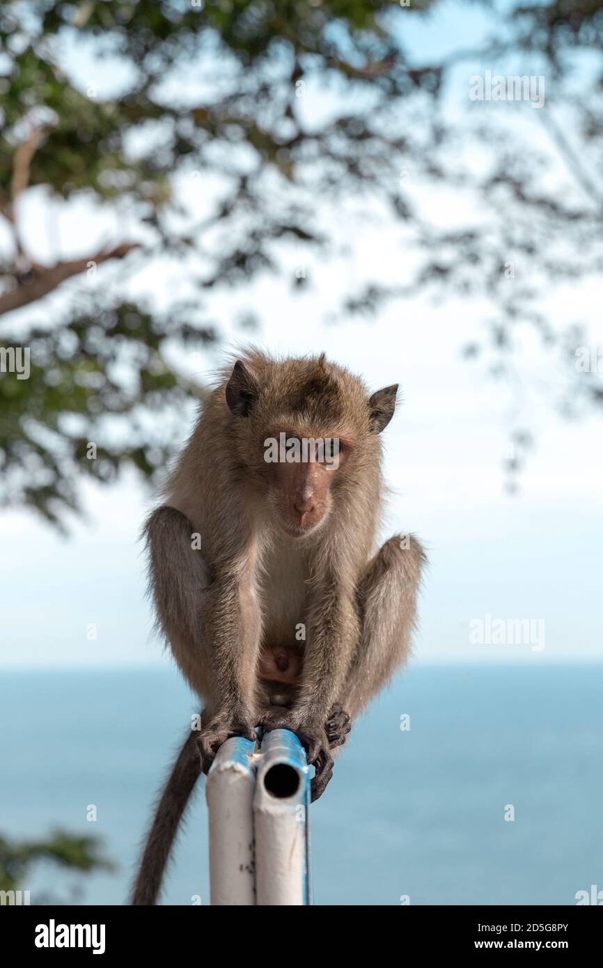 domestic asian monkey action on top of mountain Stock Photo