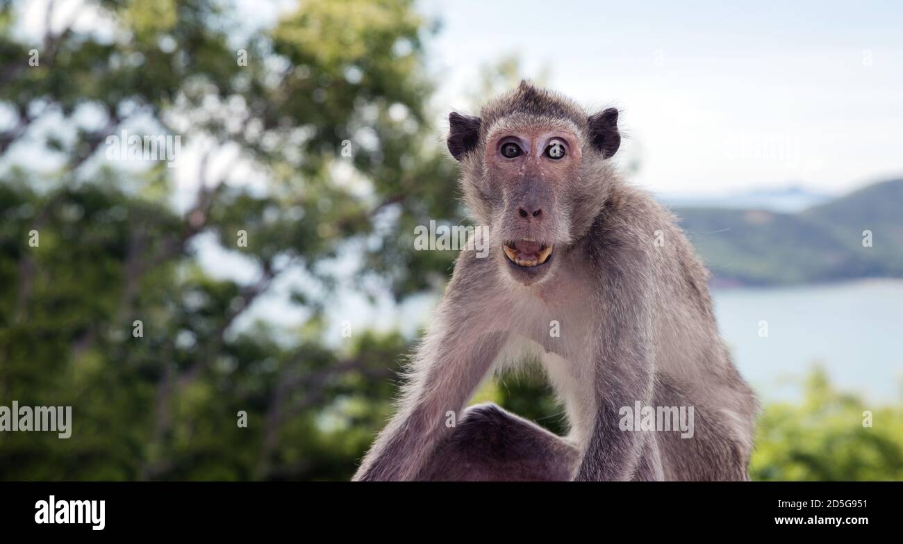 domestic asian monkey shocking action on top of mountain Stock Photo