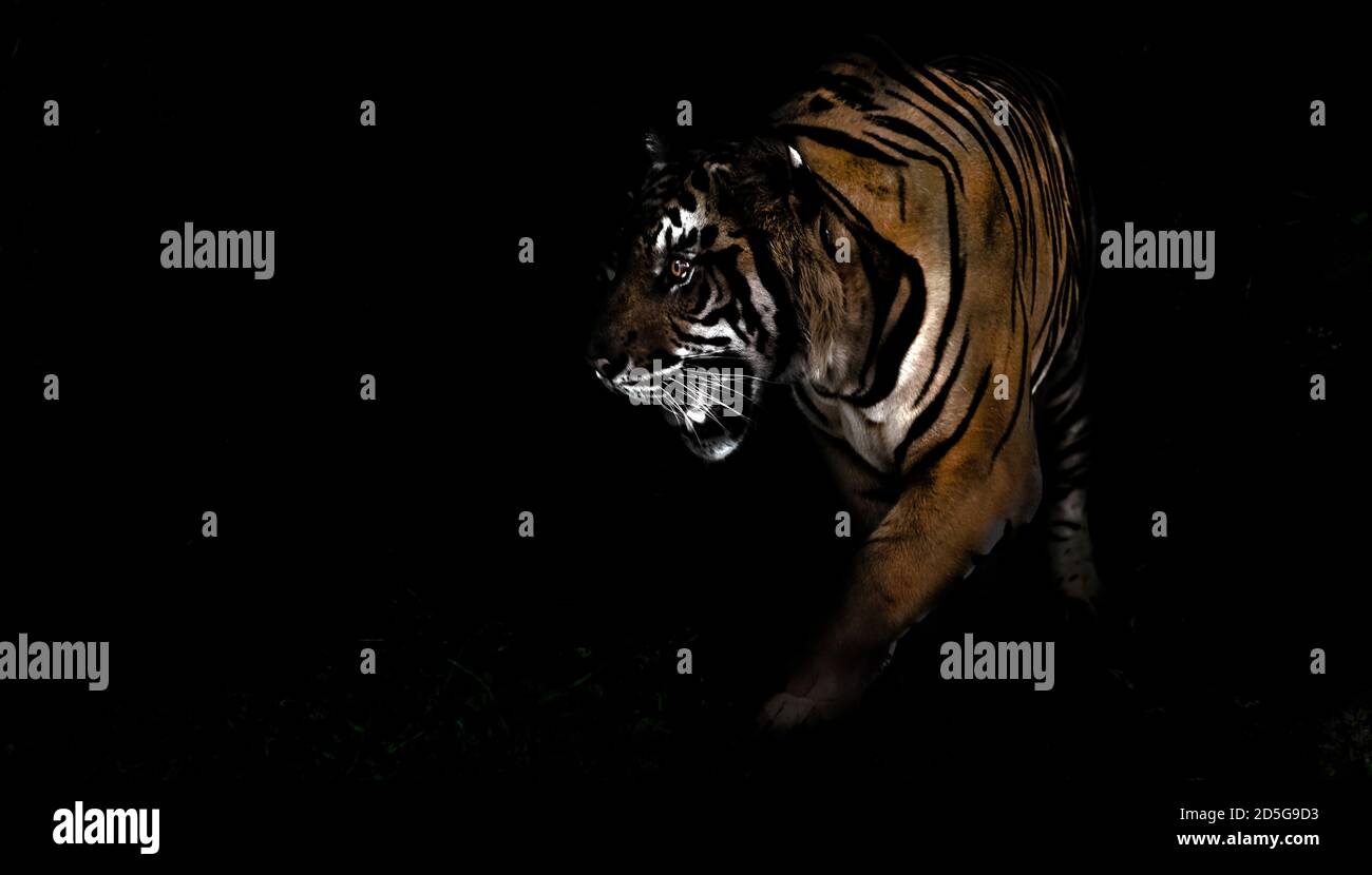 big tiger in night predator in forest wildlife concept Stock Photo