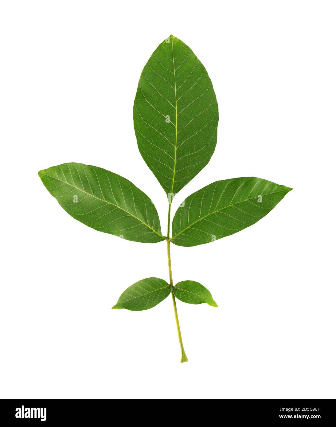 Green walnut leaf isolated on white background. Branch of walnut Stock