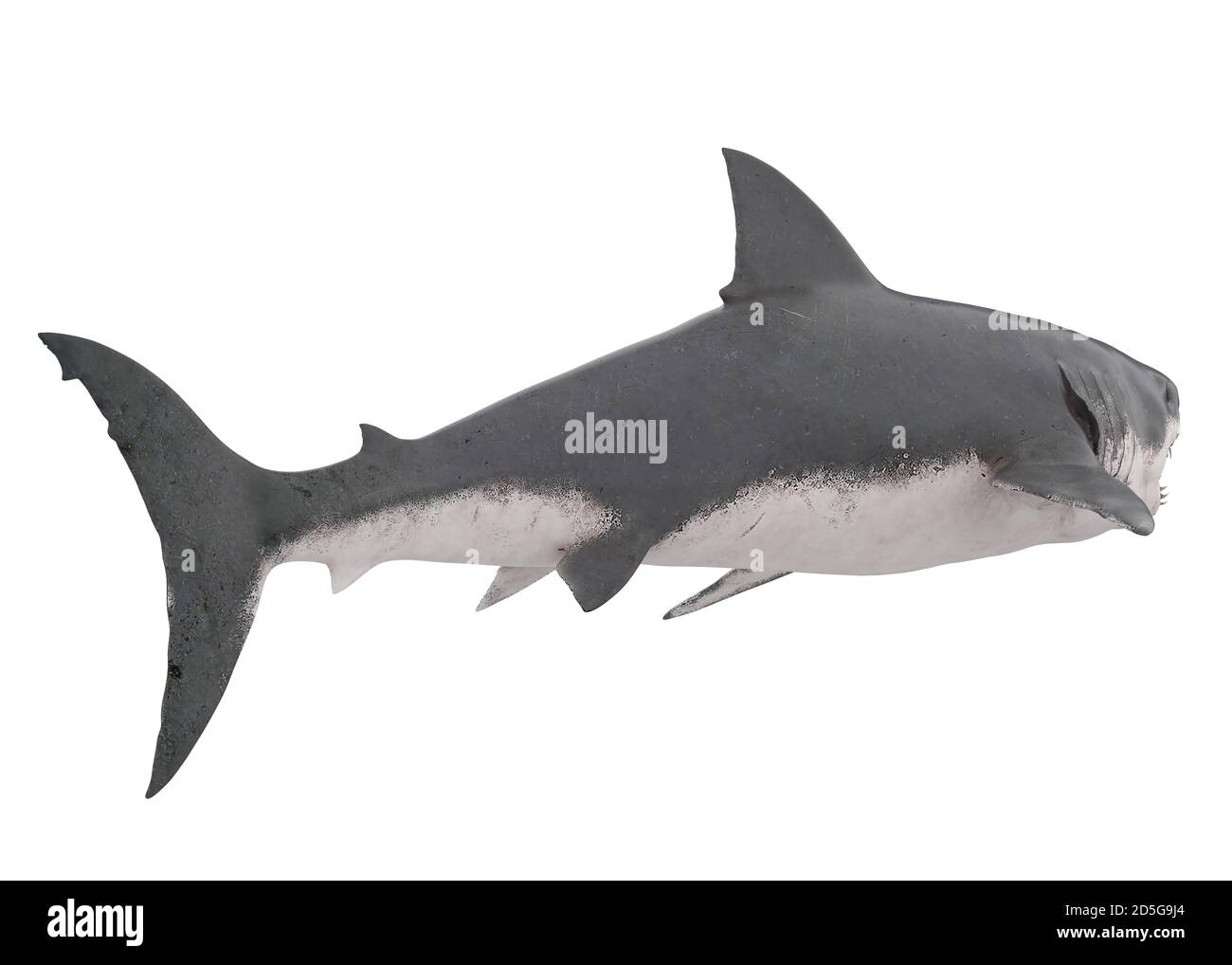 Great White Shark Isolated Stock Photo - Alamy