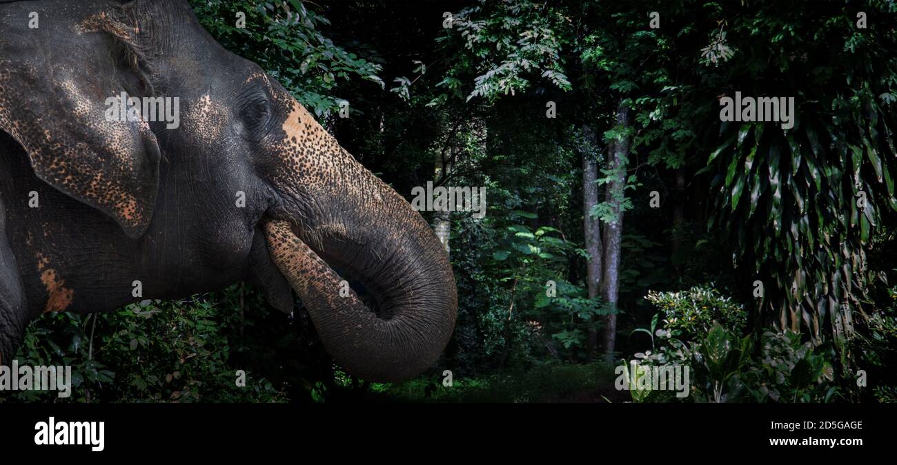 head of elephant in jungle. elephant mammal wildlife go to asian forest nature (with Banner size) Stock Photo