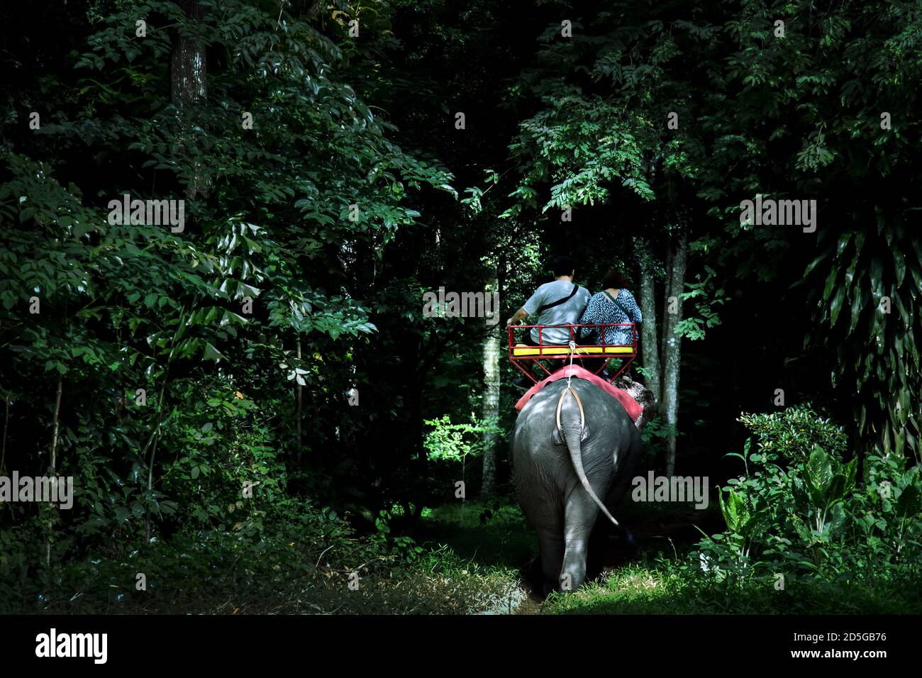 tourism passenger moving to forest with elephant vehicle Stock Photo