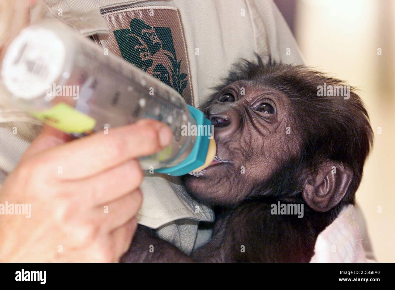 Baby gorilla bottle hires stock photography and images Alamy