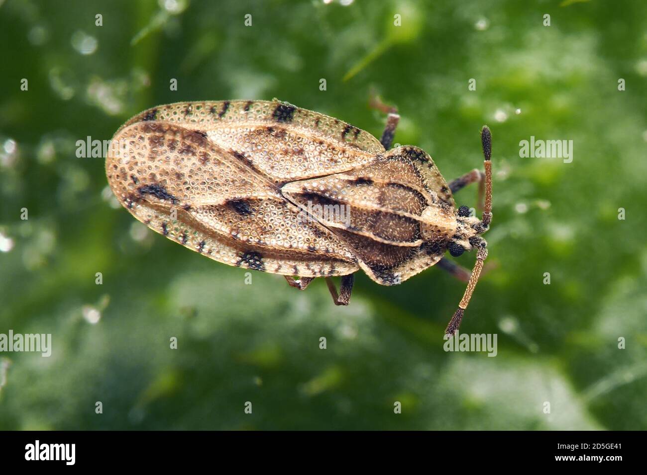 Dorsal view of Tingis cardui Lacebug at rest on thistle Stock Photo