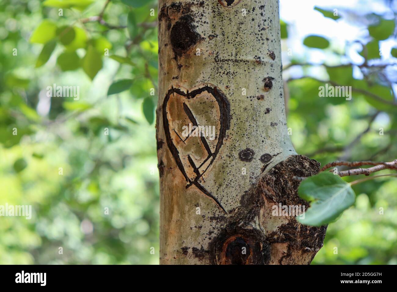 Closeup of a heart carved on an aspen tree trunk in a Colorado forest Stock Photo