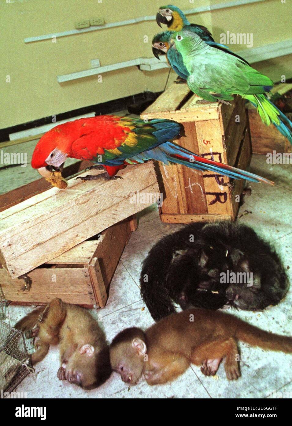 A group of live parrots and dead monkeys next to their containers after  being found by Peru's ecological police April 22. The animals were smuggled  from Peru's Amazon jungle for illegal sale