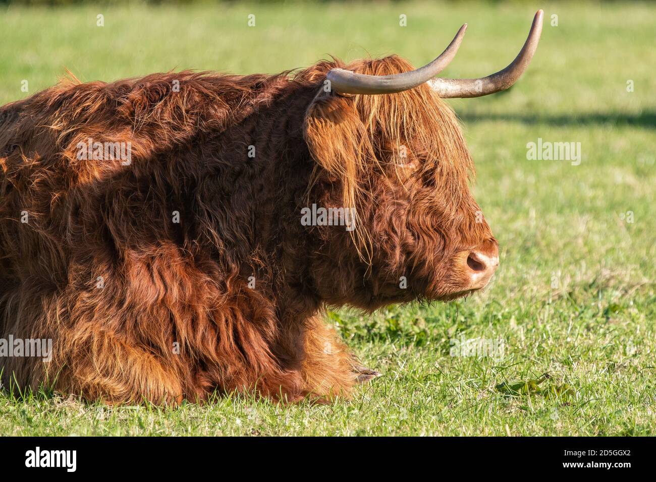 A close up photo of a Highland Cow Stock Photo - Alamy