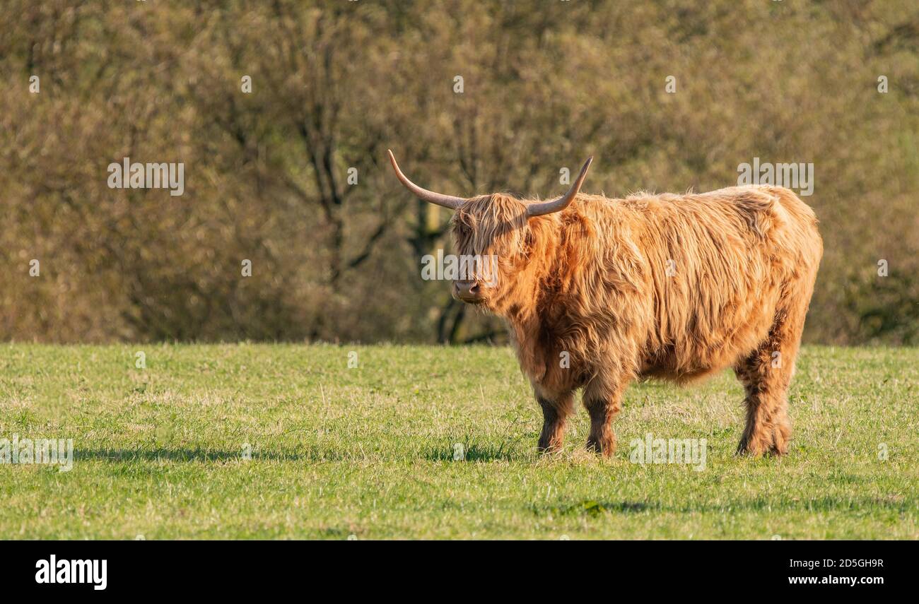 A close up photo of a Highland Cow Stock Photo - Alamy